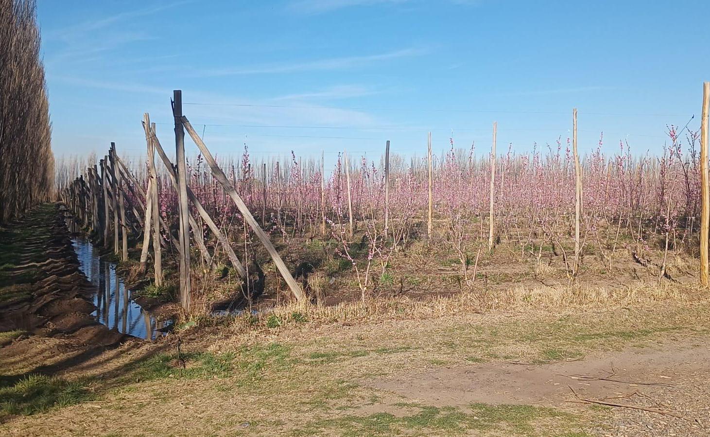 Foto de VENDO CHACRA PRODUCTIVA EN CERVANTES - RIO NEGRO, imagen 3
