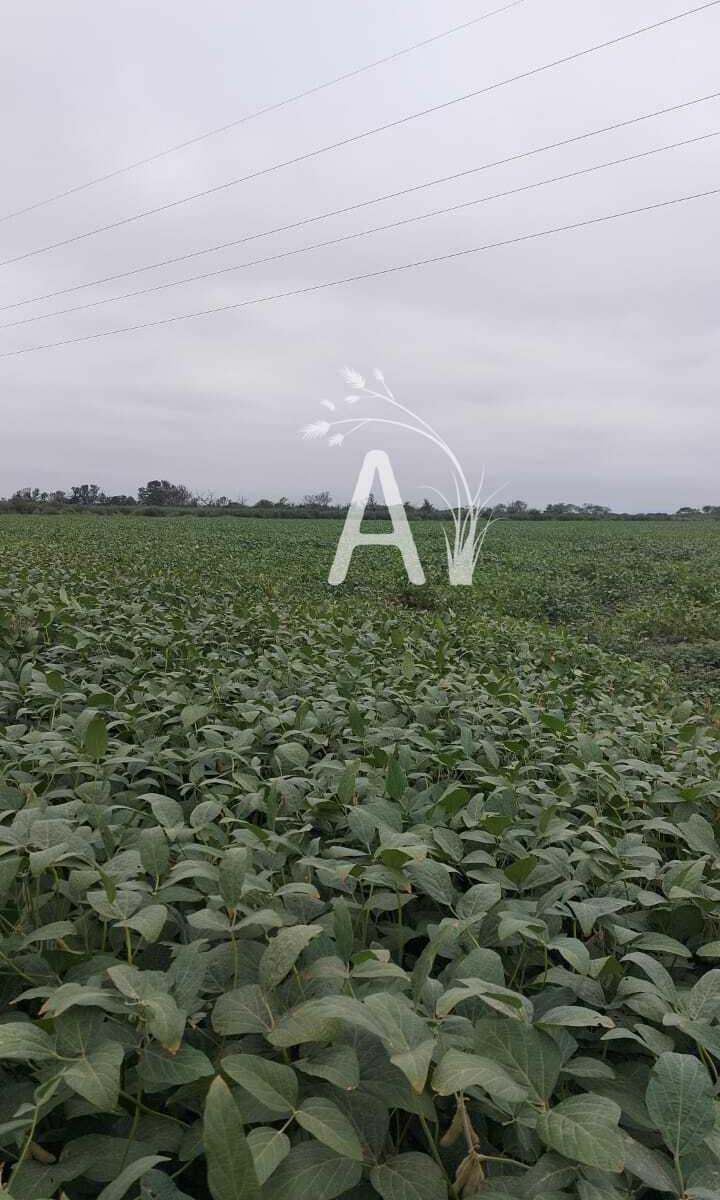 Foto de VENDO 225 HAS AGRICOLAS - SANTA MARGARITA, imagen 2