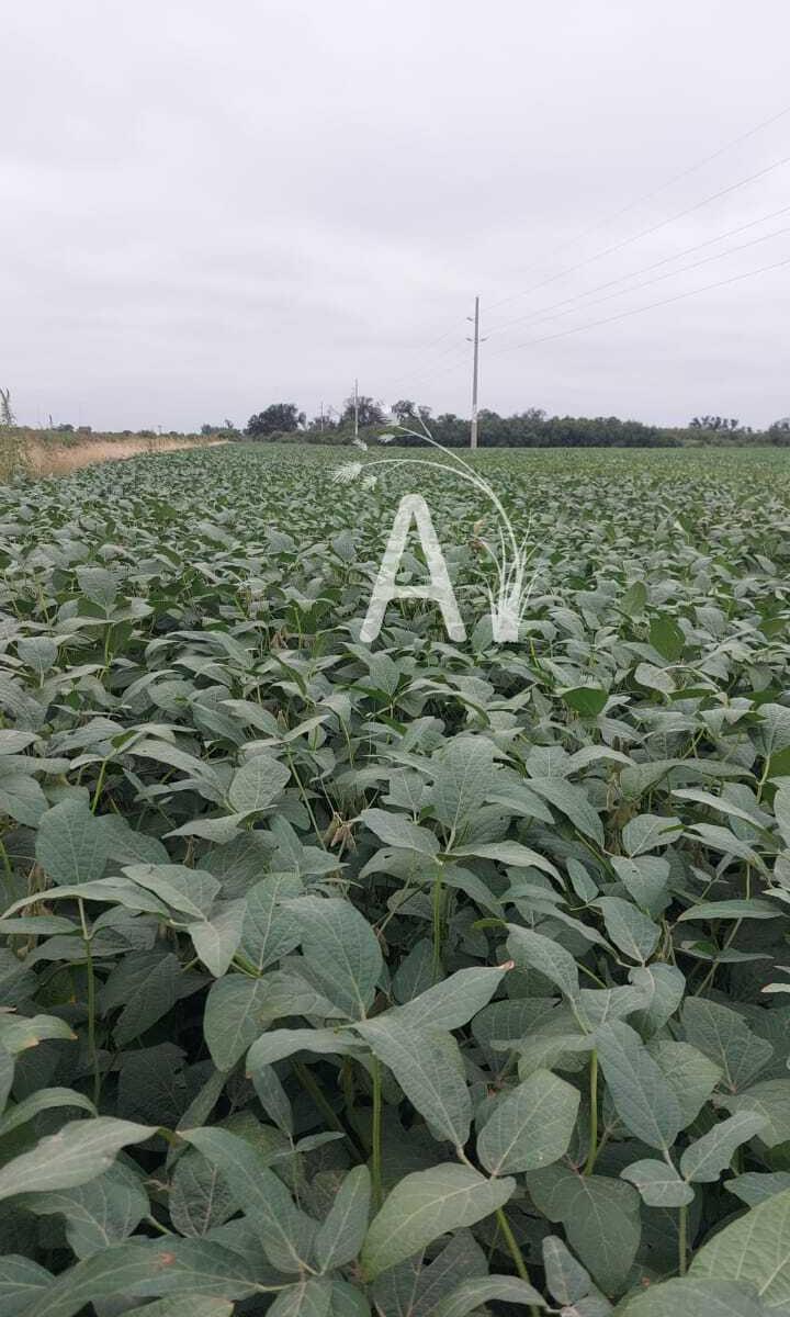 Foto de VENDO 225 HAS AGRICOLAS - SANTA MARGARITA, imagen 3