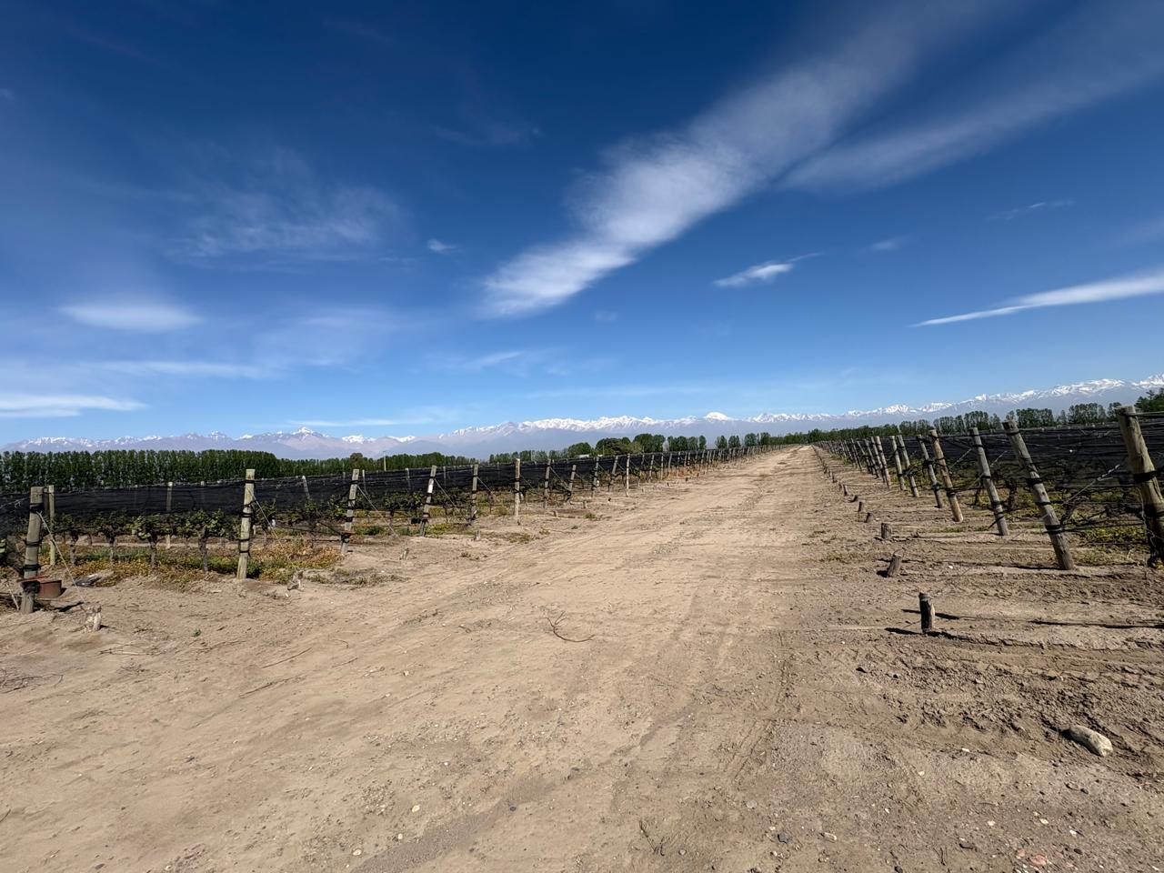 Foto de Se Vende Finca en Tunuyan, imagen 1