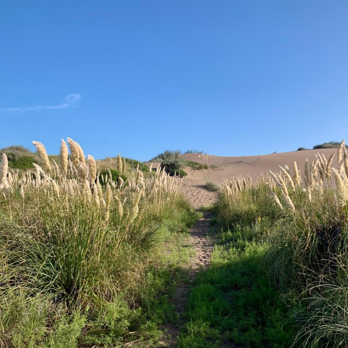 Foto de TERRENO EN VENTA SAUCE GRANDE, imagen 2