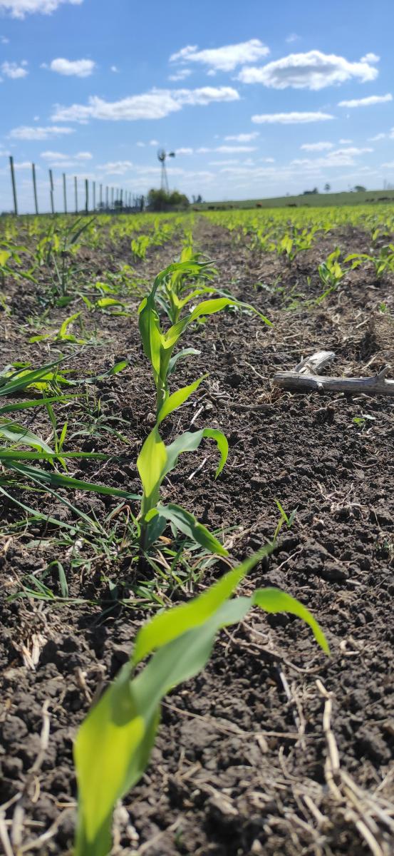 130 Agrícolas Gualeguaychú 2