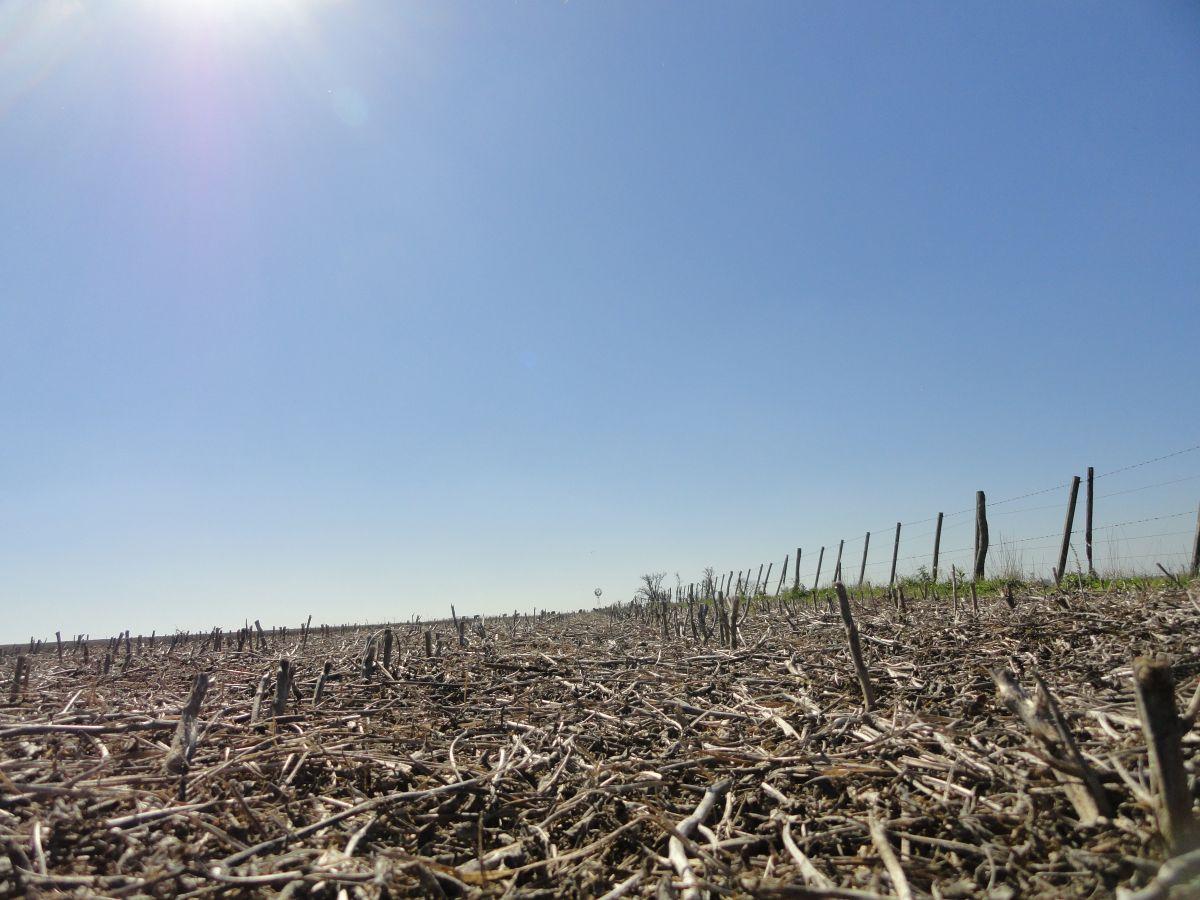 Foto de Campo de 90 ha en venta en Gualeguaychú, sobre ruta, imagen 3