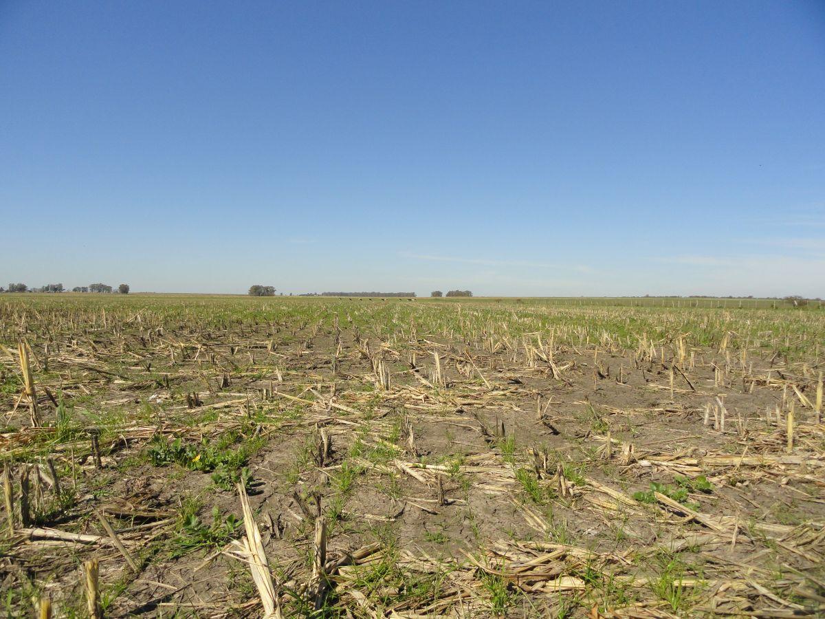 Foto de Campo de 90 ha en venta en Gualeguaychú, sobre ruta, imagen 5