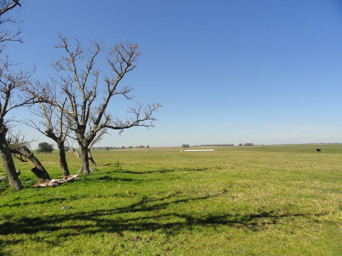 Foto de Campo de 90 ha en venta en Gualeguaychú, sobre ruta, imagen 2