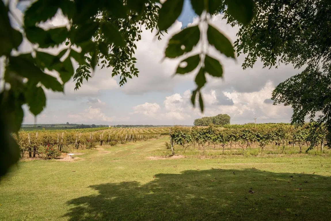 FINCA TURISTICA Y AGROINDUSTRIAL  EN VENTA  OPORTUNIDAD UNICA EN  CARMELO, URUGUAY 5