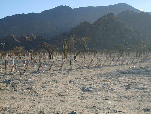 Campo Apto Para Viñedo en Venta - Tolombón, Salta 2