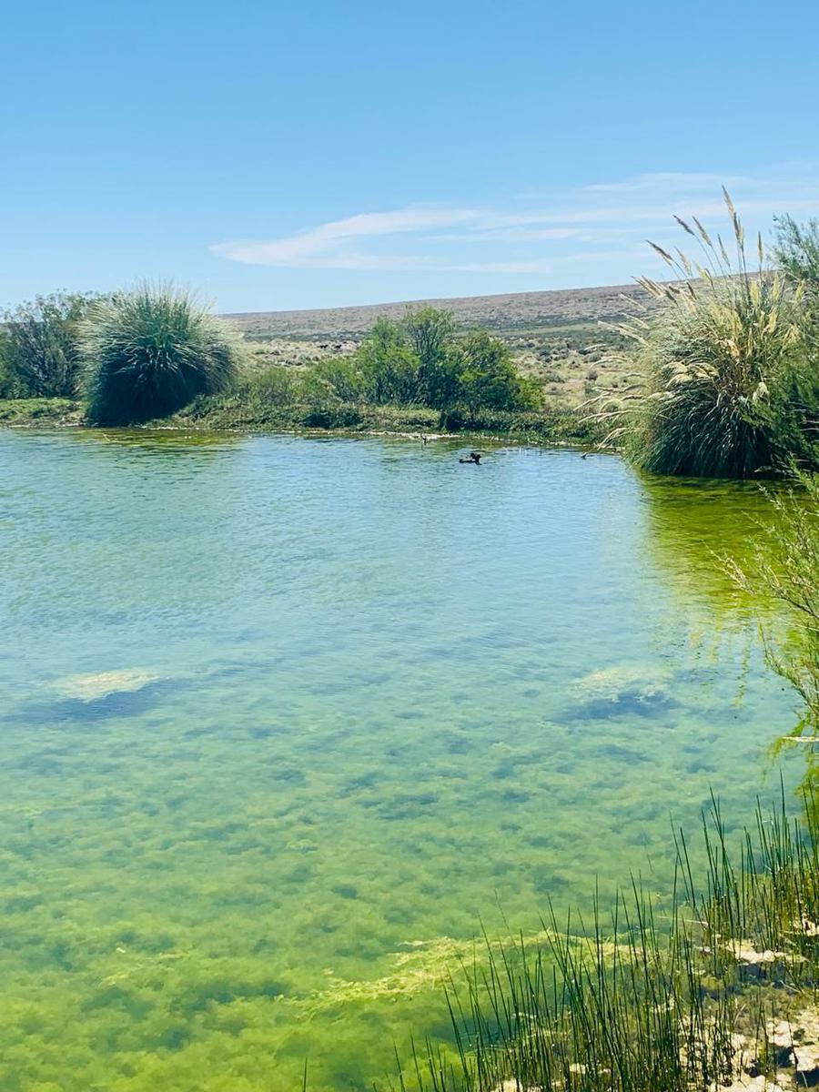 Foto de Estancia 7800 ha - Zapala - Neuquen, imagen 4