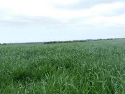 122 ha Ganderas en Venta - Herrera - Sgo del Estero