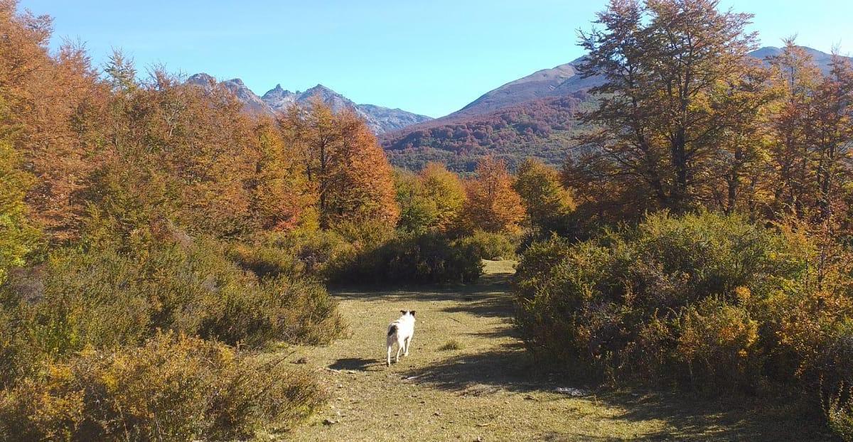Campo 100 Ha - Frente Al Parque Nacional Los Alerces 4
