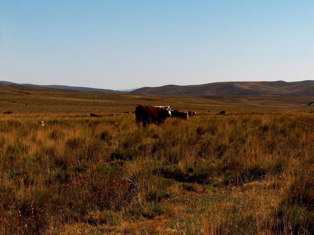 Campo de 5400 Ha en Venta - Dina Huapi - Rio Negro 5