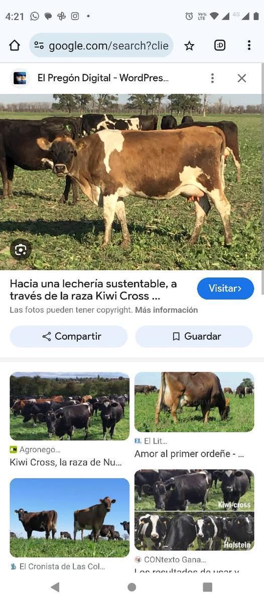 Campo con Tambo en Venta - Tornquist, B. a 786 Ha a Tranquera Cerrada. 5