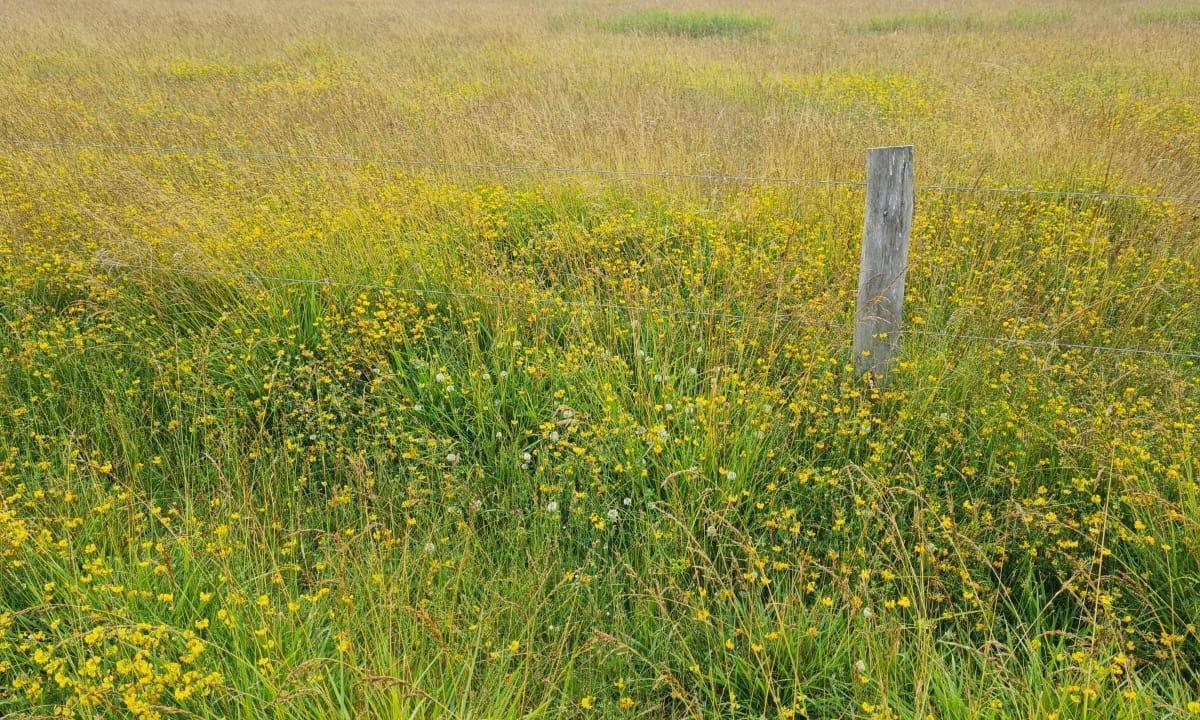 Campo con Tambo en Venta - Tornquist, B. a 786 Ha a Tranquera Cerrada. 2