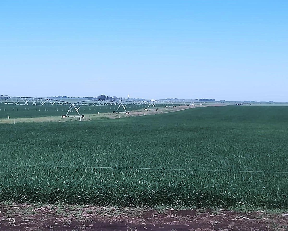 Campo con Tambo en Venta - Tornquist, B. a 786 Ha a Tranquera Cerrada. 2