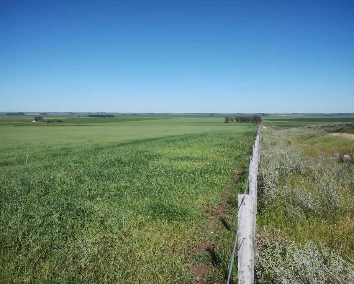 Campo con Tambo en Venta - Tornquist, B. a 786 Ha a Tranquera Cerrada. 3