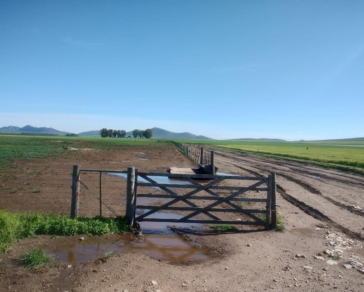 Campo con Tambo en Venta - Tornquist, B. a 786 Ha a Tranquera Cerrada. 4