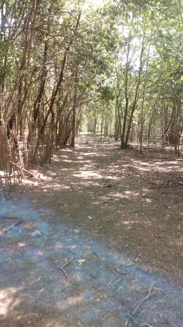 Foto de Terreno en Venta - El Cazador, 4 ha para subdividir y lotear., imagen 4