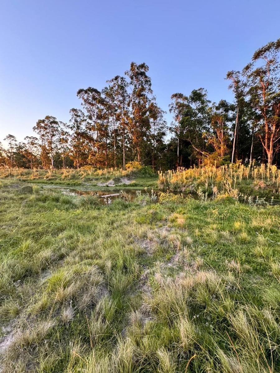 Campo en Saladas, Corrientes 409 Ha Mixto. Sobre Ruta 118 - Venta 2