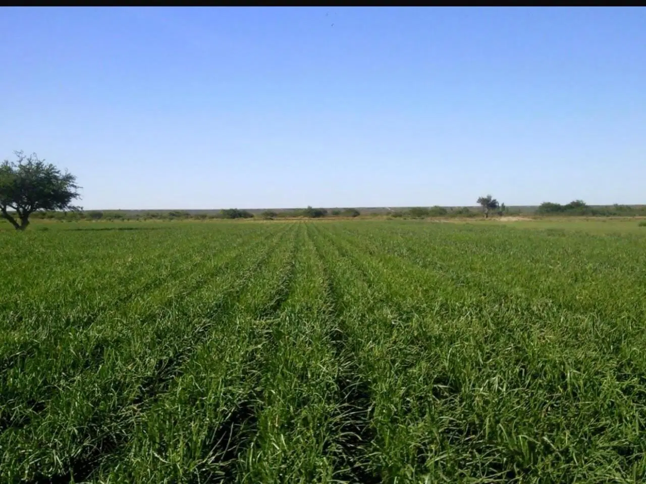 Campo de 875 has. en Venta - en Guardia Mitre Pcia de Río Negro 2