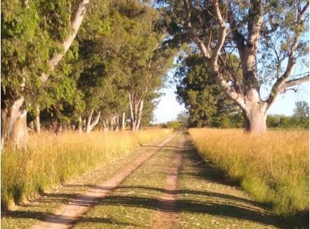 Foto de Campo Mixto de 88 Has en Zapiola con Casa, Pileta y Excelente Acceso - Venta, imagen 5