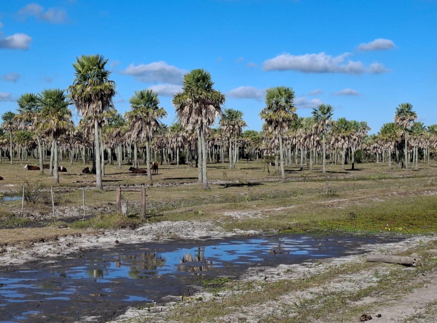 Campo ganadero y arrocero en zona centro de Corrientes