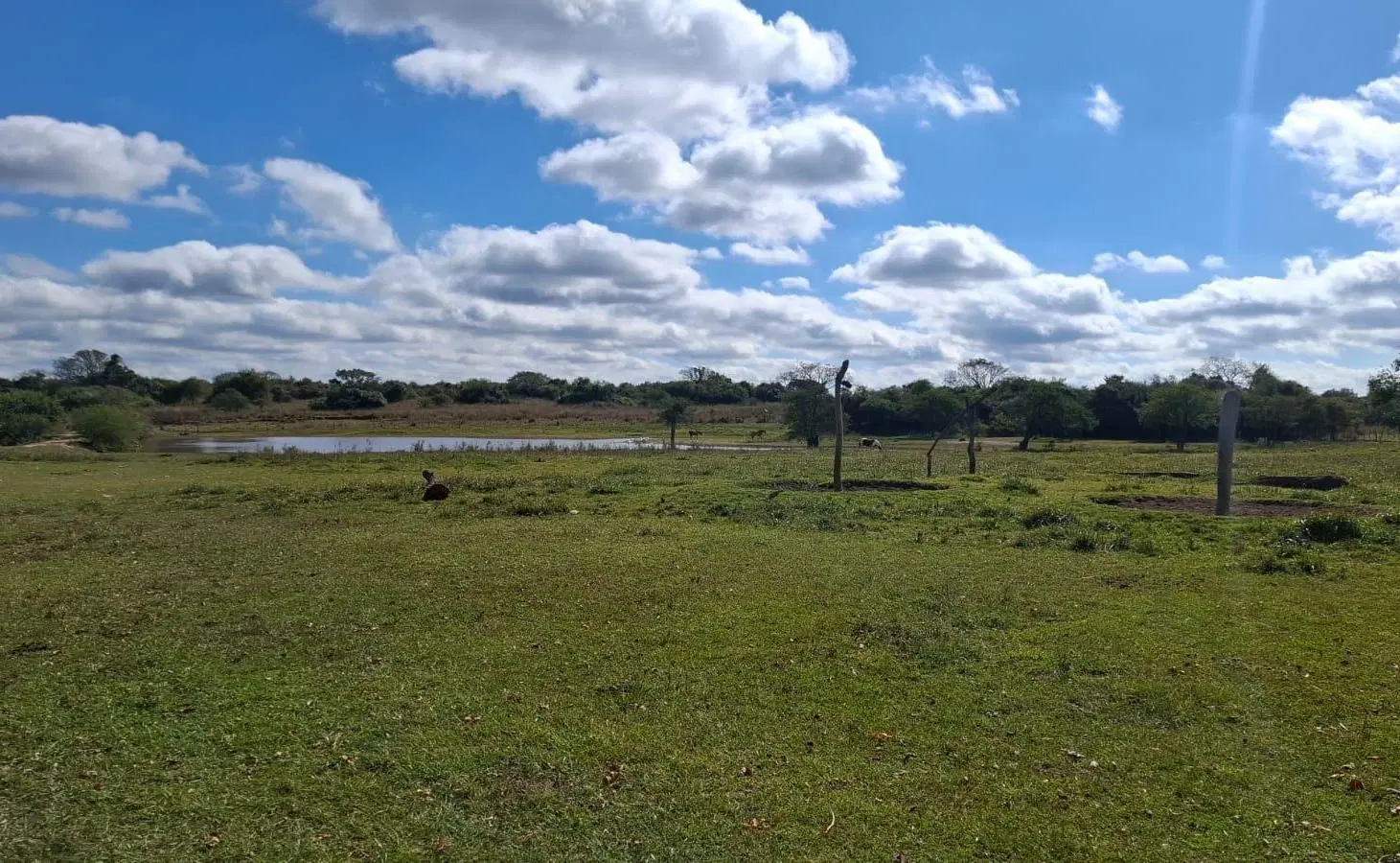 Campo ganadero y arrocero en zona centro de Corrientes 5