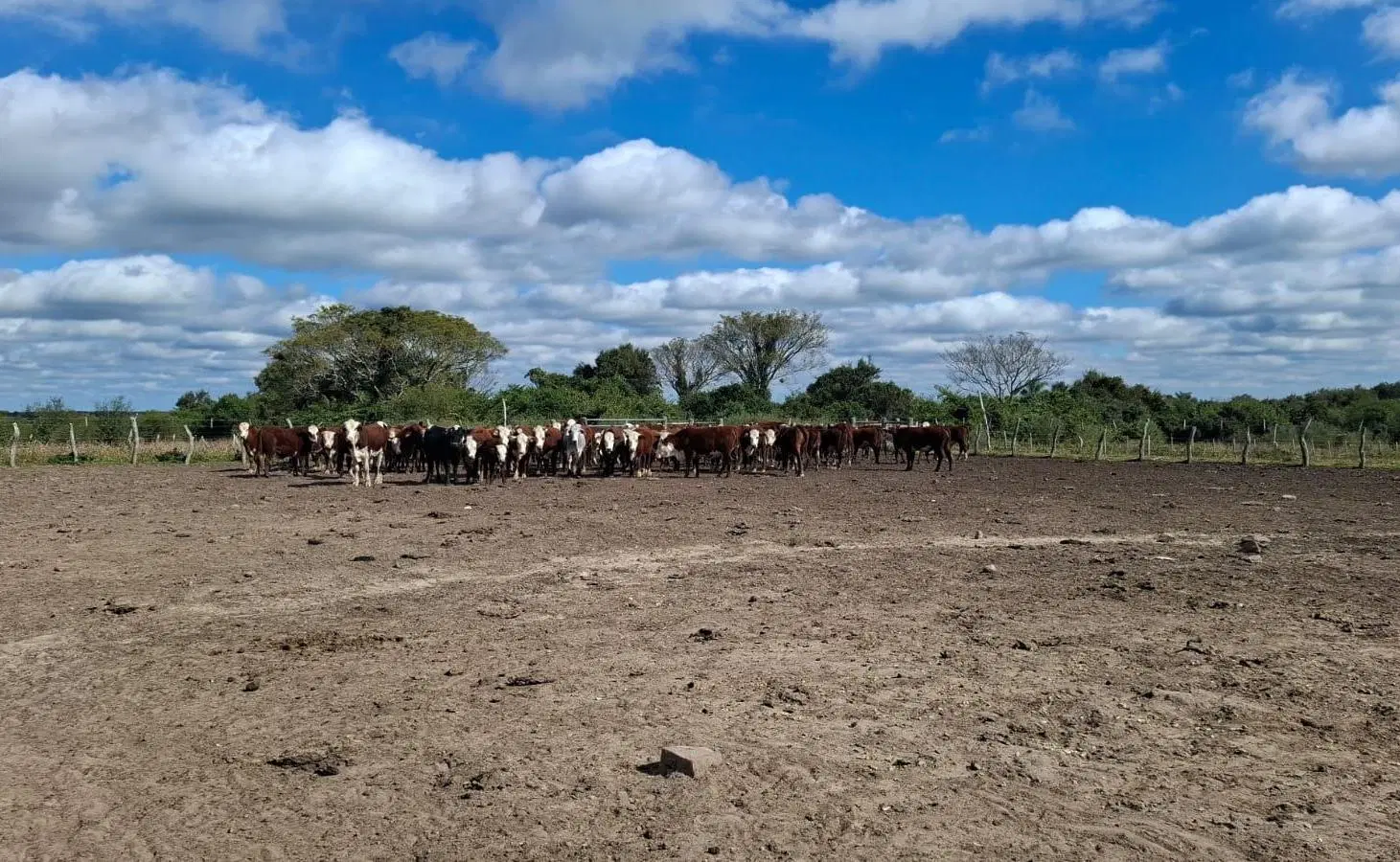Campo ganadero y arrocero en zona centro de Corrientes 2