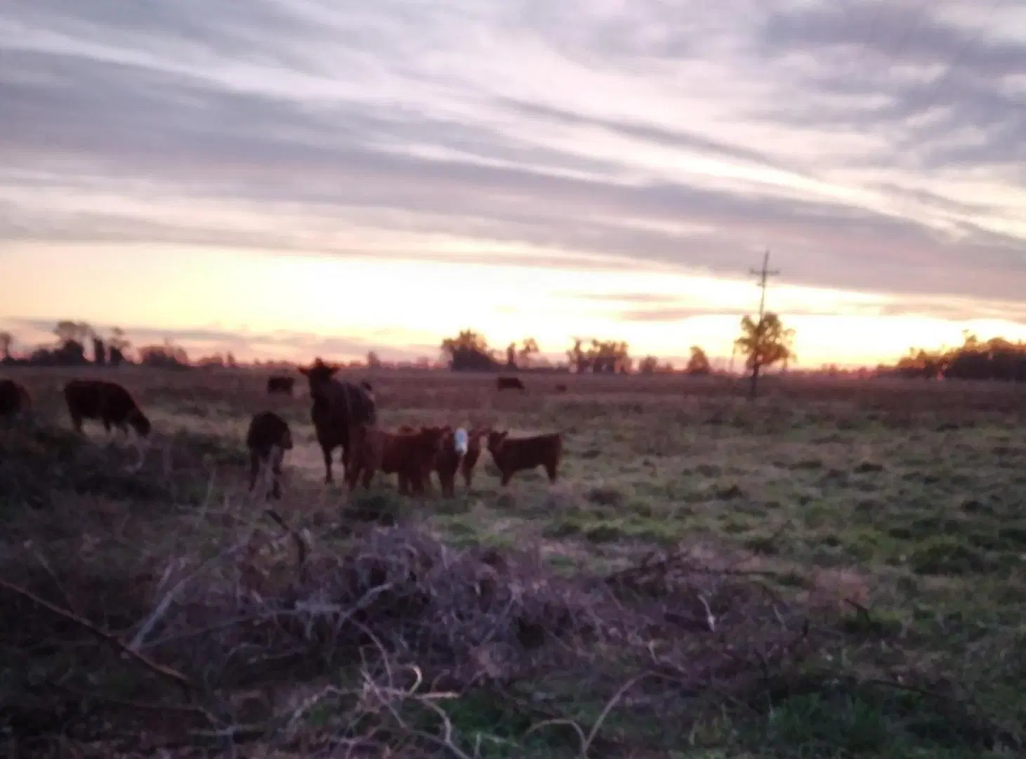 Campo de 14 has. en Cuartel Zapiola apto ganadería y agrícola, Lobos, pcia de Buenos Aires 8