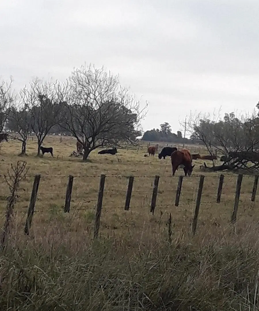 Campo de 14 has. en Cuartel Zapiola apto ganadería y agrícola, Lobos, pcia de Buenos Aires 2