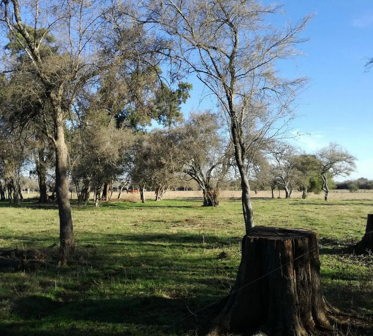 Terreno de 1,2 hectáreas con casa y pileta en Los Cardales 4