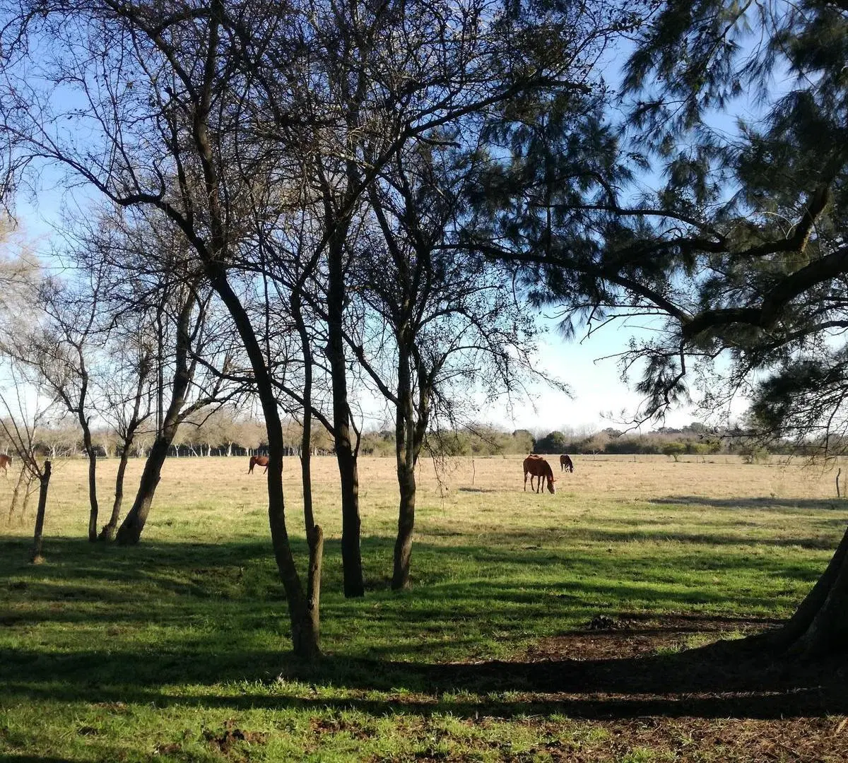 Venta de fracción 2,5 hectáreas con casa de campo, galpón y pileta en Cardales 5
