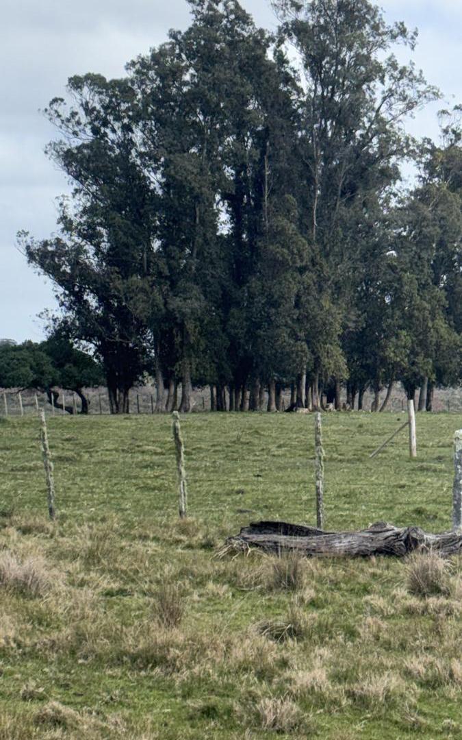 Foto de Hermosa Chacra de 2,5has en José Ignacio- Venta, imagen 1