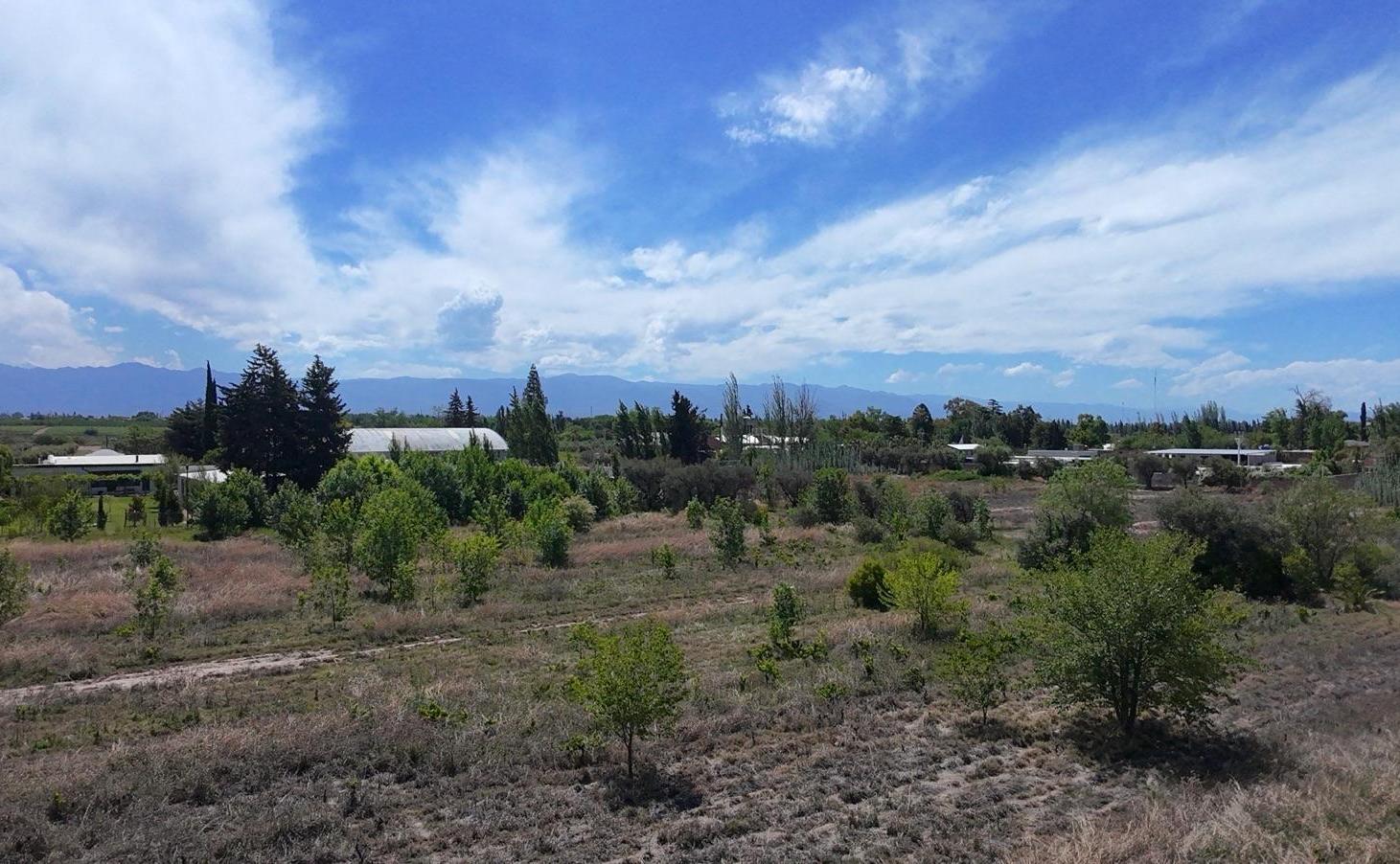 Foto de Venta | Mendoza | Maipu | Finca para desarrollo | 3 Hectareas, imagen 3