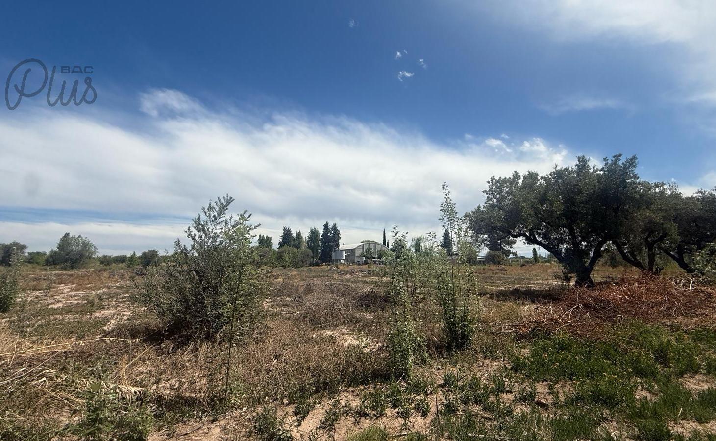 Foto de Venta | Mendoza | Maipu | Finca para desarrollo | 3 Hectareas, imagen 5