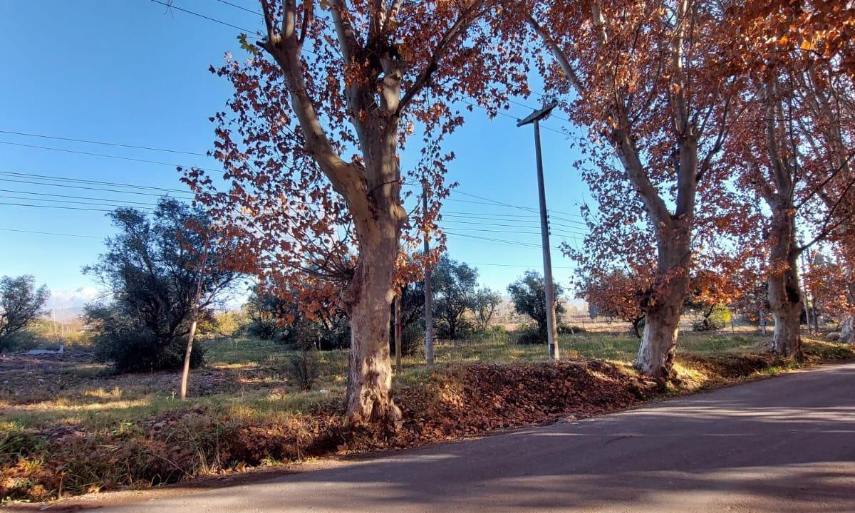 Importante Terreno Sobre Calle Terrada 4