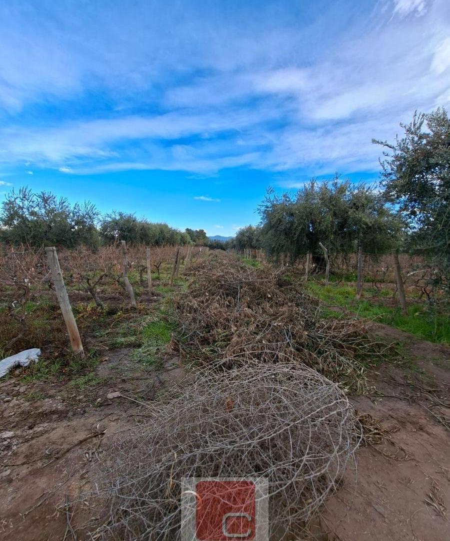 Foto de FINCA, imagen 1