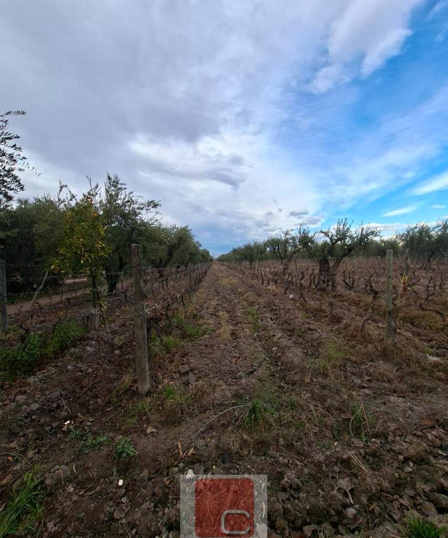 Foto de FINCA, imagen 3
