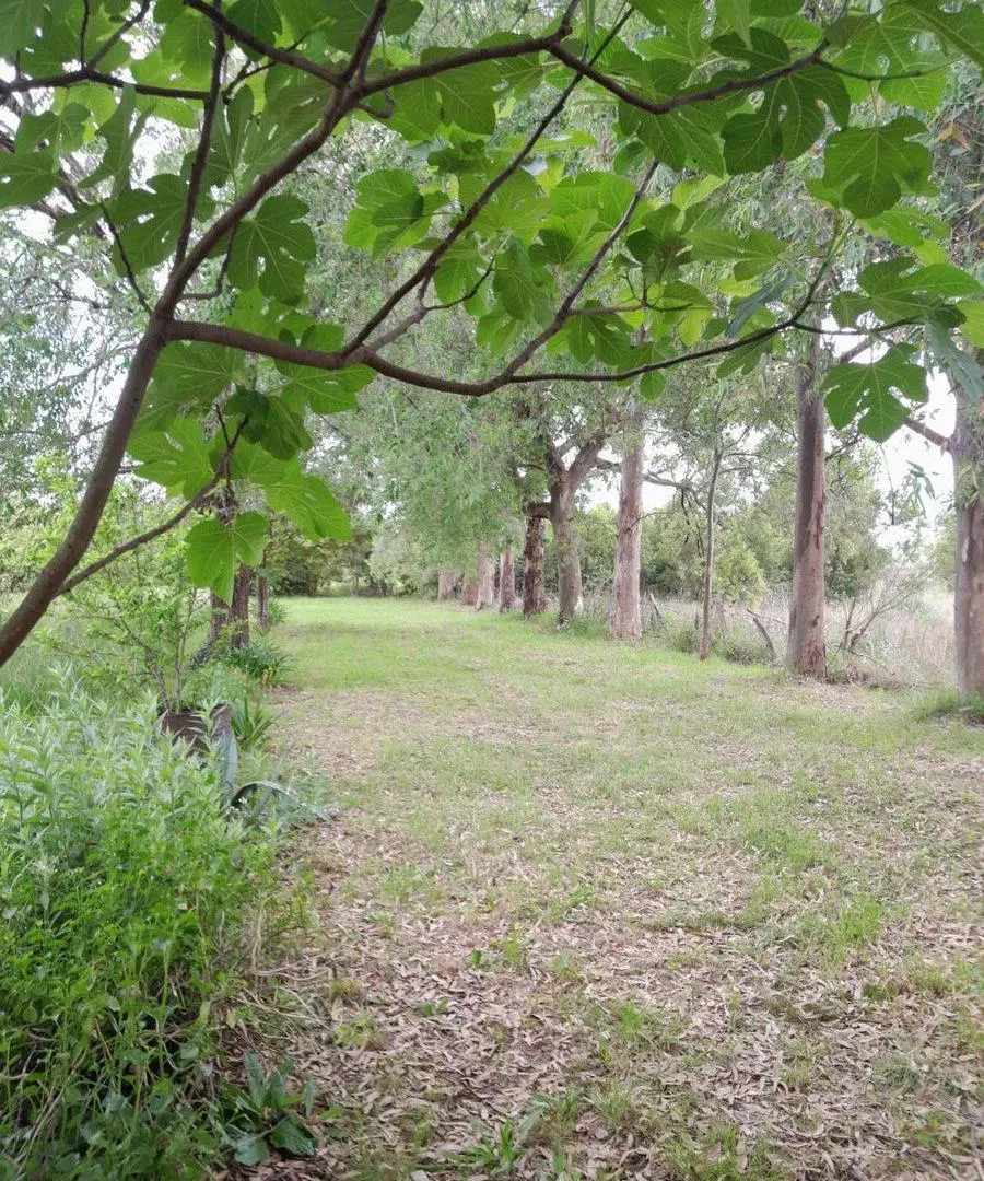 QUINTA 2Ha C NUECES PECAN ACTIVA EN ZELAYA 3