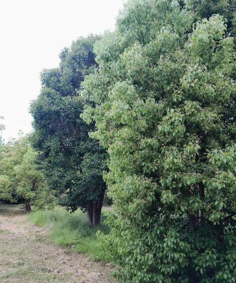 QUINTA 2Ha C NUECES PECAN ACTIVA EN ZELAYA 5