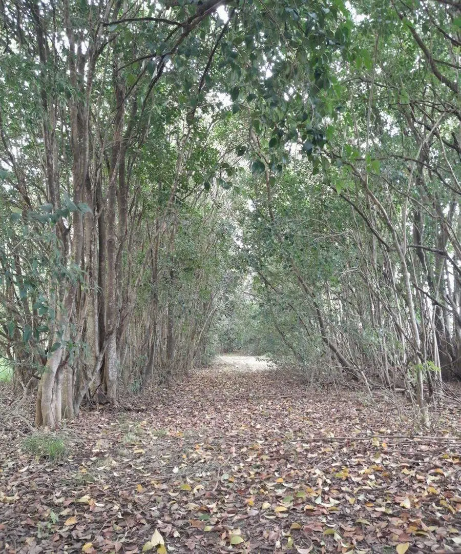 2Ha C PLANTACION ACTIVA DE PECAN EN ZELAYA PILAR 2