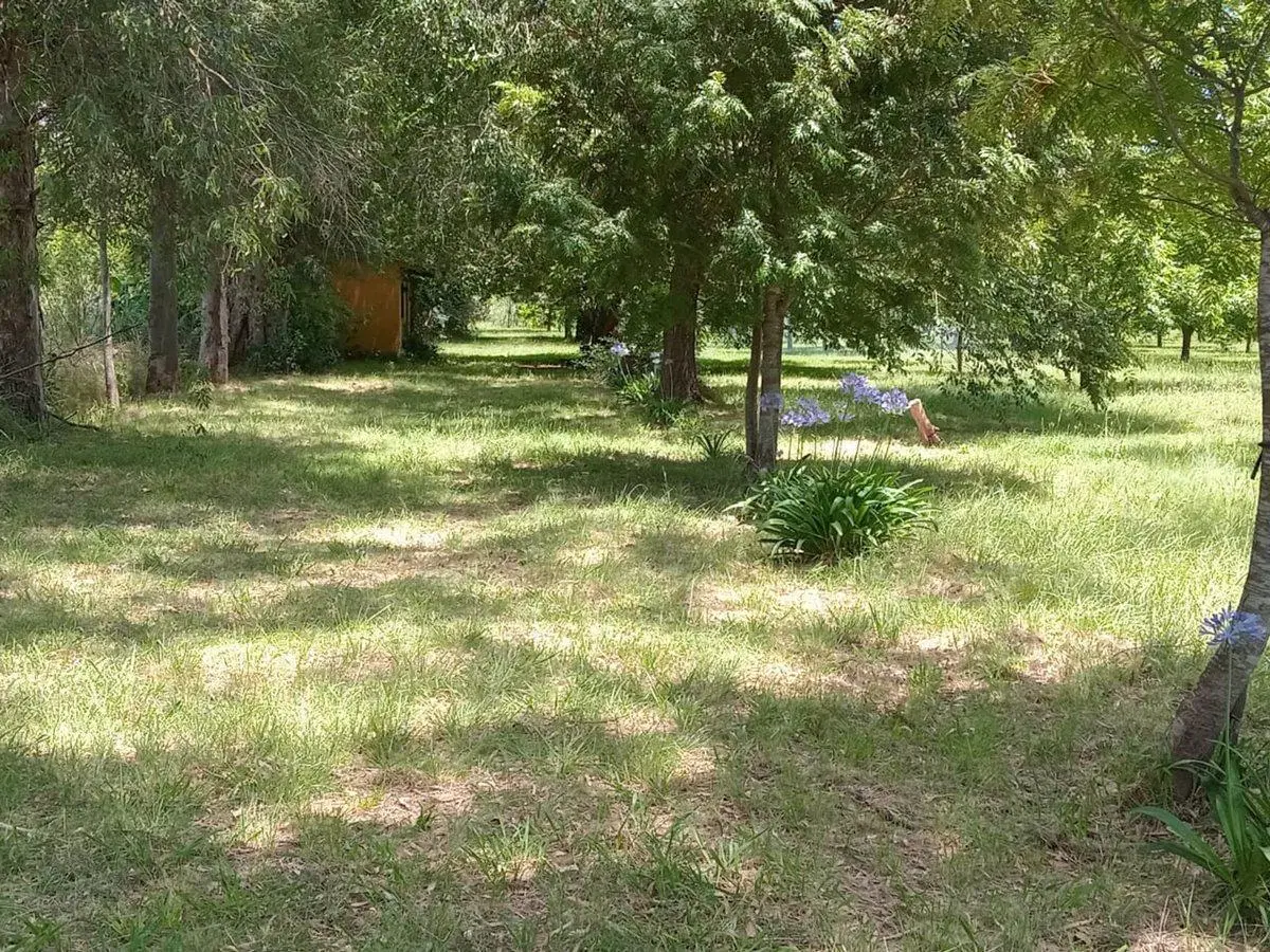 2Ha C PLANTACION ACTIVA DE PECAN EN ZELAYA PILAR 4