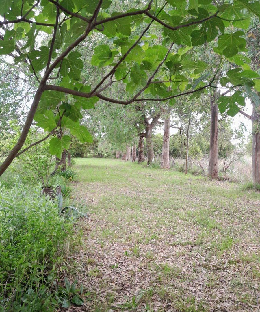 Foto de CAMPO 2,04HA-PECÁN EN PRODUCCIÓN-ZELAYA, imagen 4