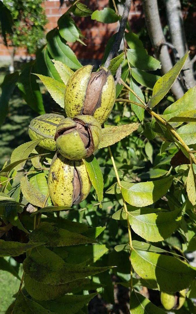 Foto de CAMPO 2,04HA-PECÁN EN PRODUCCIÓN-ZELAYA, imagen 5