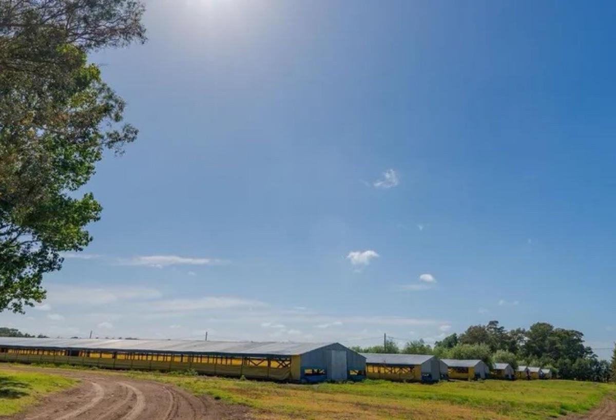 Campo - Norberto de La Riestra 3