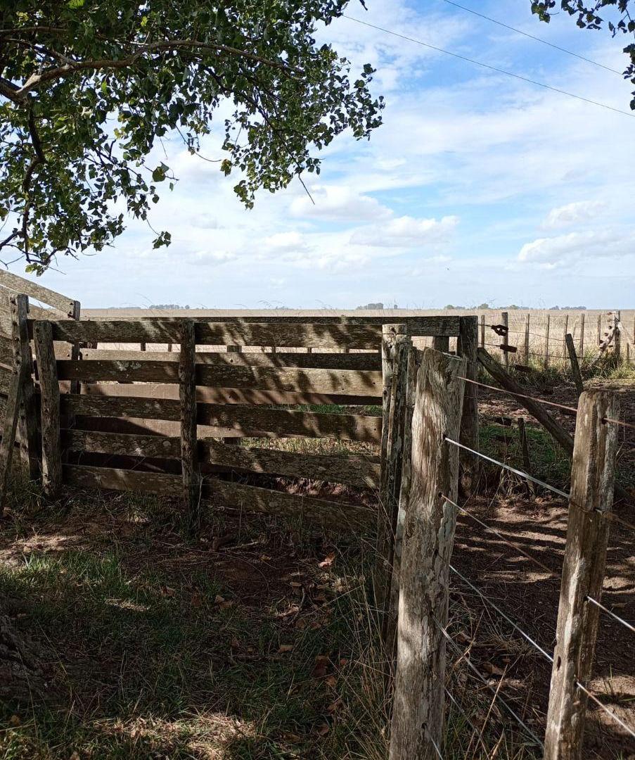 Foto de IMPORTAMTE CAMPO DE 302 HA EN CASCOMUS, imagen 5