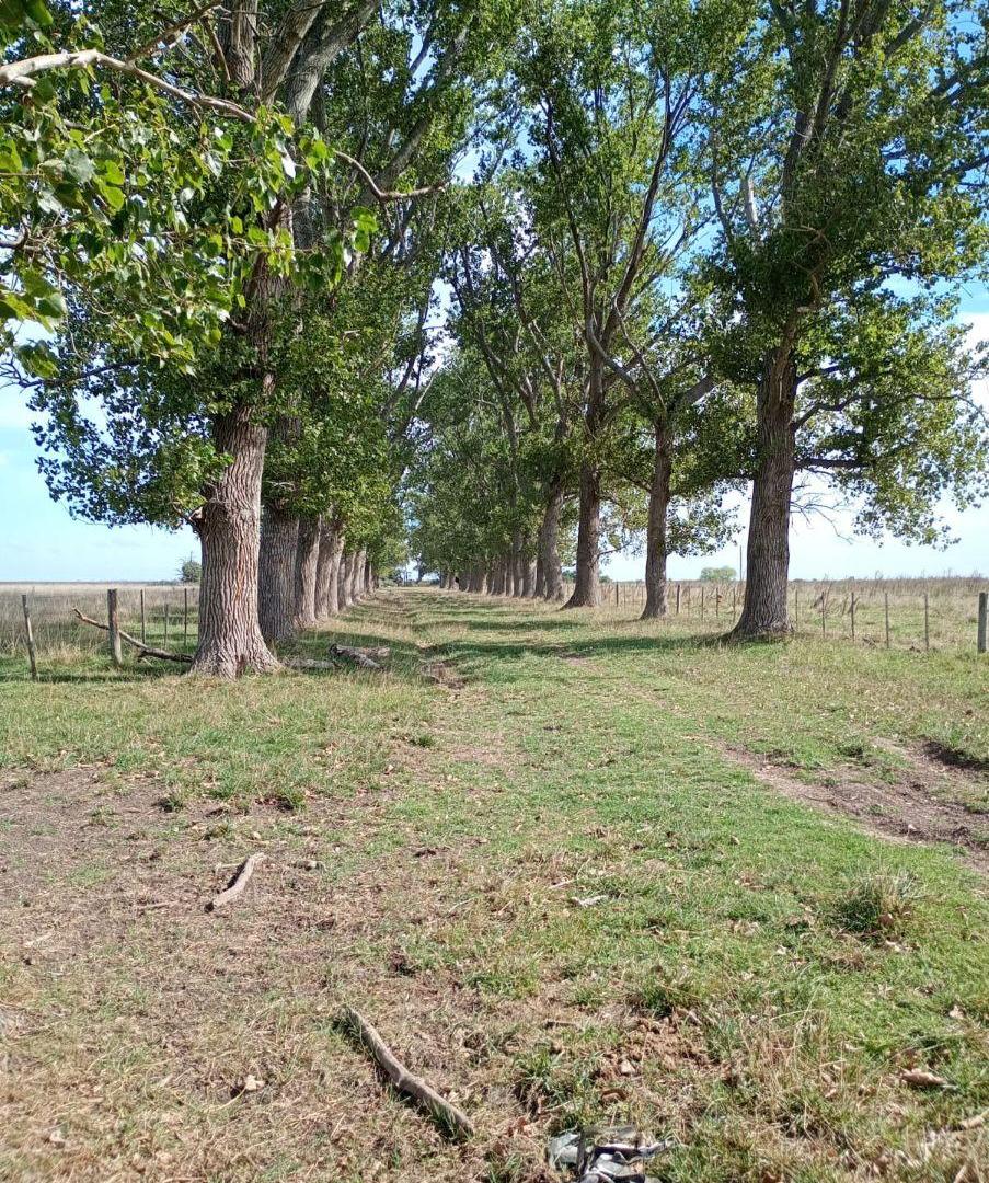 Foto de IMPORTAMTE CAMPO DE 302 HA EN CASCOMUS, imagen 1