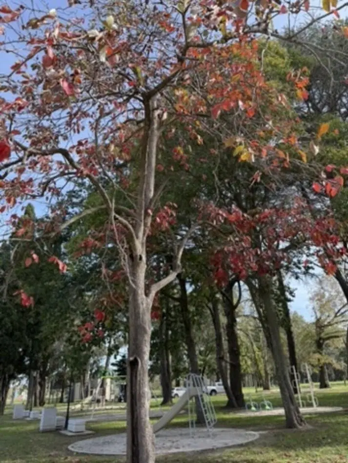 LOTE EN VENTA EN LOS CEDROS - EL PATO, BERAZATEGUI 3