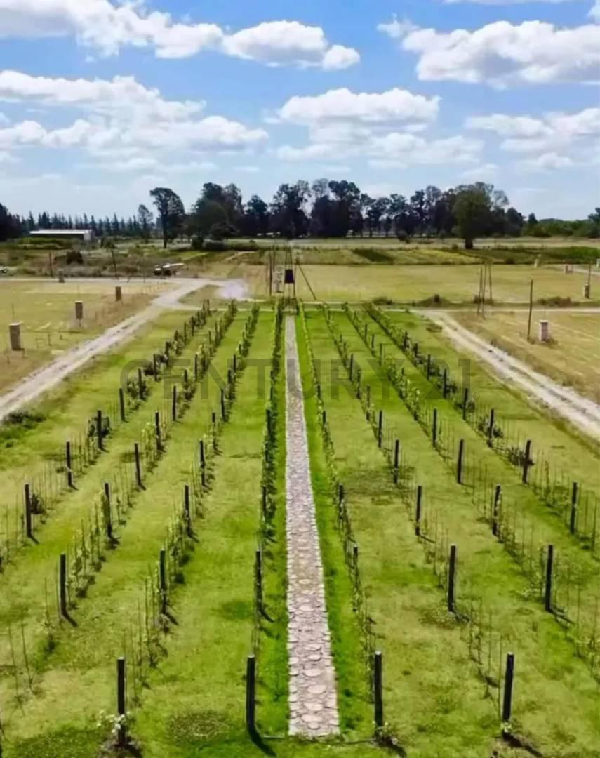 Foto de Lote Barrio Cerrado Dionisio, a la laguna Merlo, imagen 2