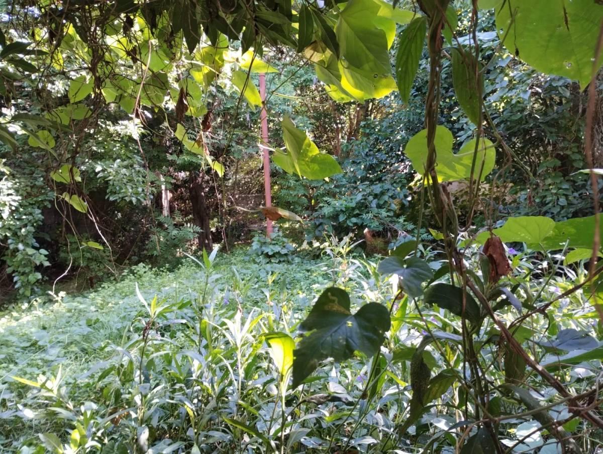 Foto de VENTA LOTE ITUZAINGO NORTE 3000 m2- Ideal emprendimiento, imagen 2