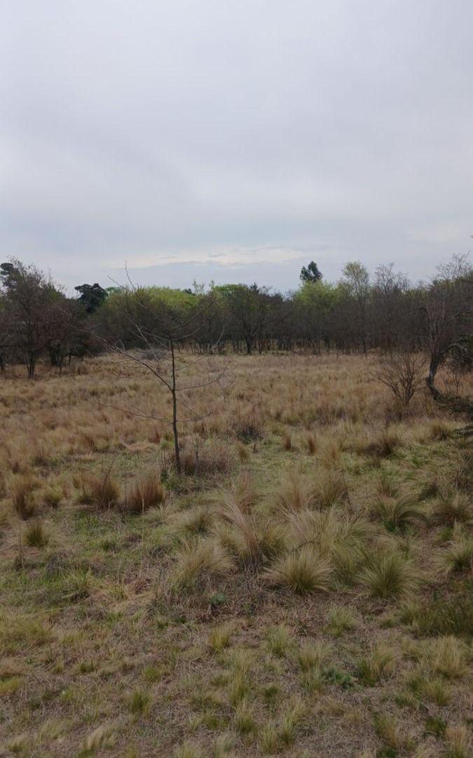 Foto de LOTE DE 2 HECTAREAS CON CASA A RECICLAR, imagen 4